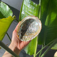 5 inch natural abalone shell for smudging and rituals bliss shop chicago
