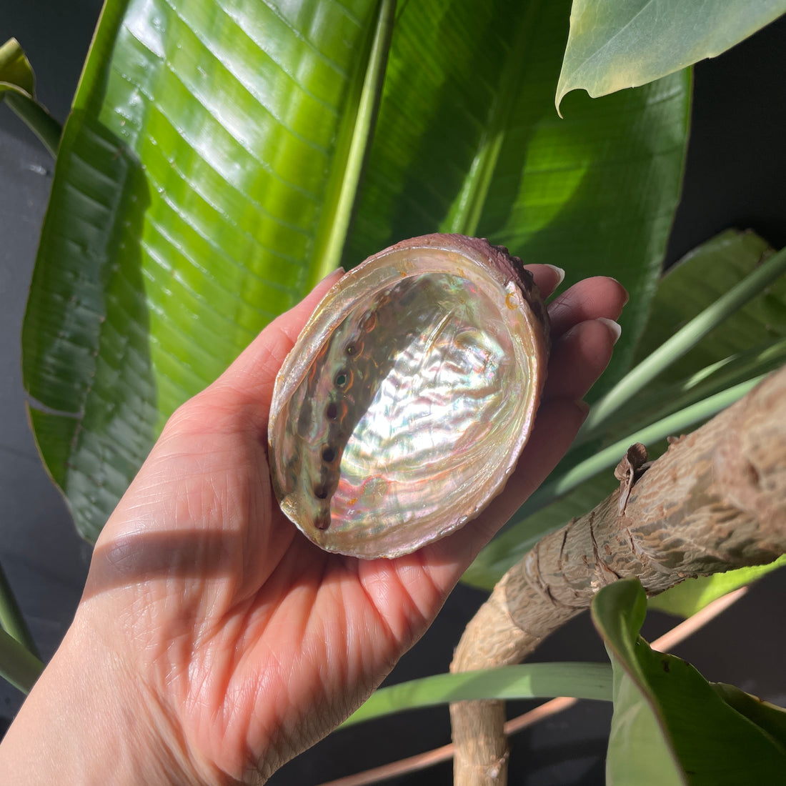 3 inch natural abalone shell for smudging and rituals bliss shop chicago