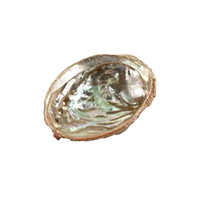 3 inch natural abalone shell for smudging and rituals bliss shop chicago