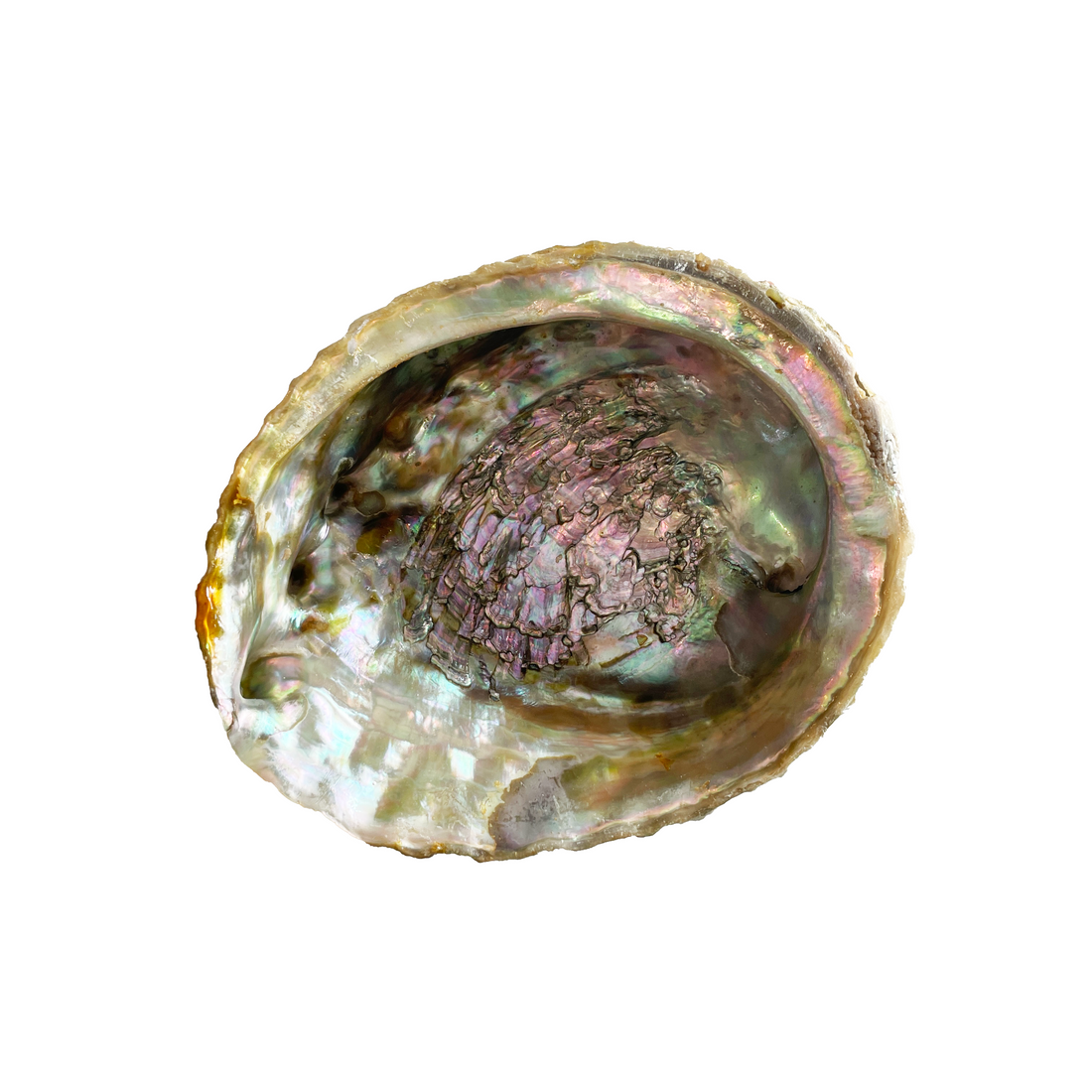 5 inch natural abalone shell for smudging and rituals bliss shop chicago
