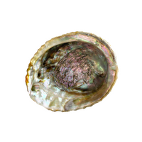 5 inch natural abalone shell for smudging and rituals bliss shop chicago
